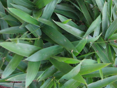 Tropique Mauresque